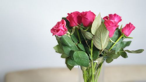 Free A close-up of fresh pink roses with lush green leaves in a vase, creating a vibrant and delicate floral display. Stock Photo