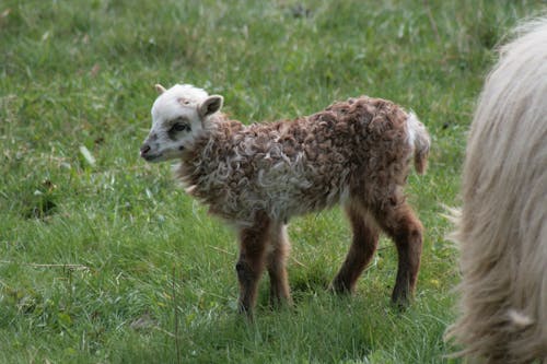 Close-Up Shot of a Lamb 