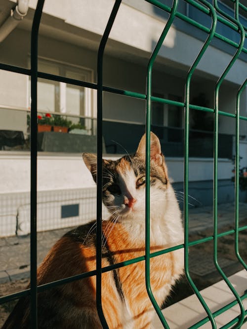 Gratis arkivbilde med calico katt, dyr, dyrefotografering