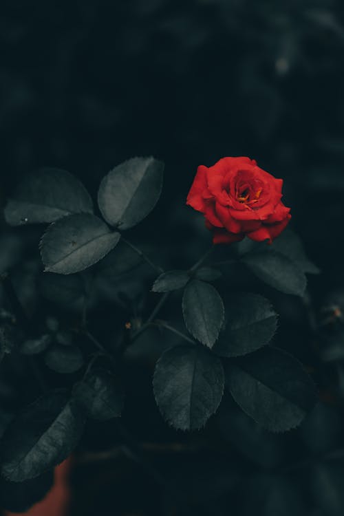 Close-Up Shot of Blooming Red Rose