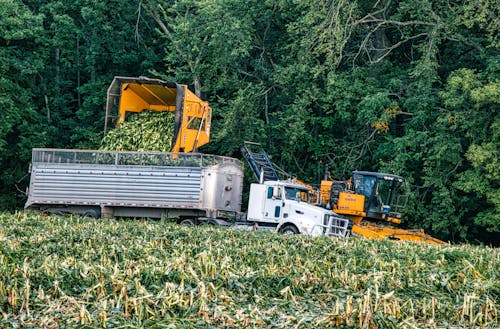 Heavy Machinery Loading Crops in a Trailer