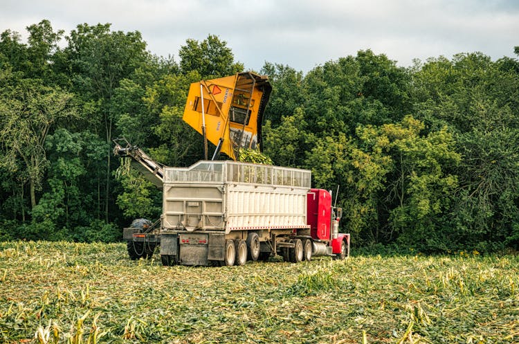 Loading Truck During Harvesting In Summer