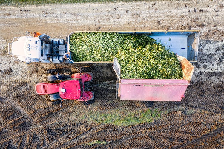 Birds Eye View Of A Tractor Loading Crops Into A Trailer