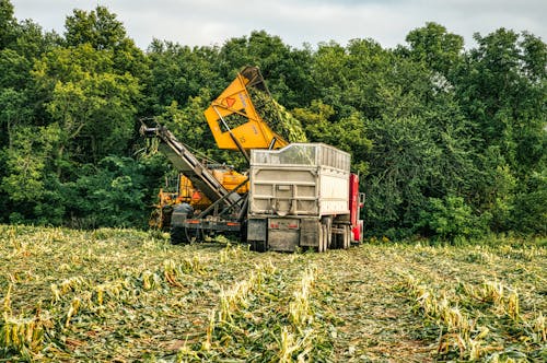 Tractor Loaded with Harvested Corn on Green Grass Field