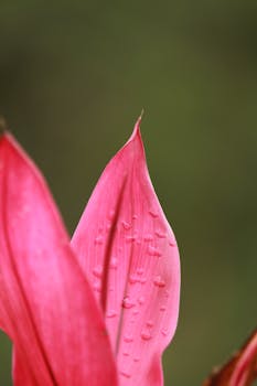 Close-up of vibrant pink flower petals with dew droplets, captured with selective focus.