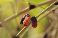 Red and Black Round Fruit