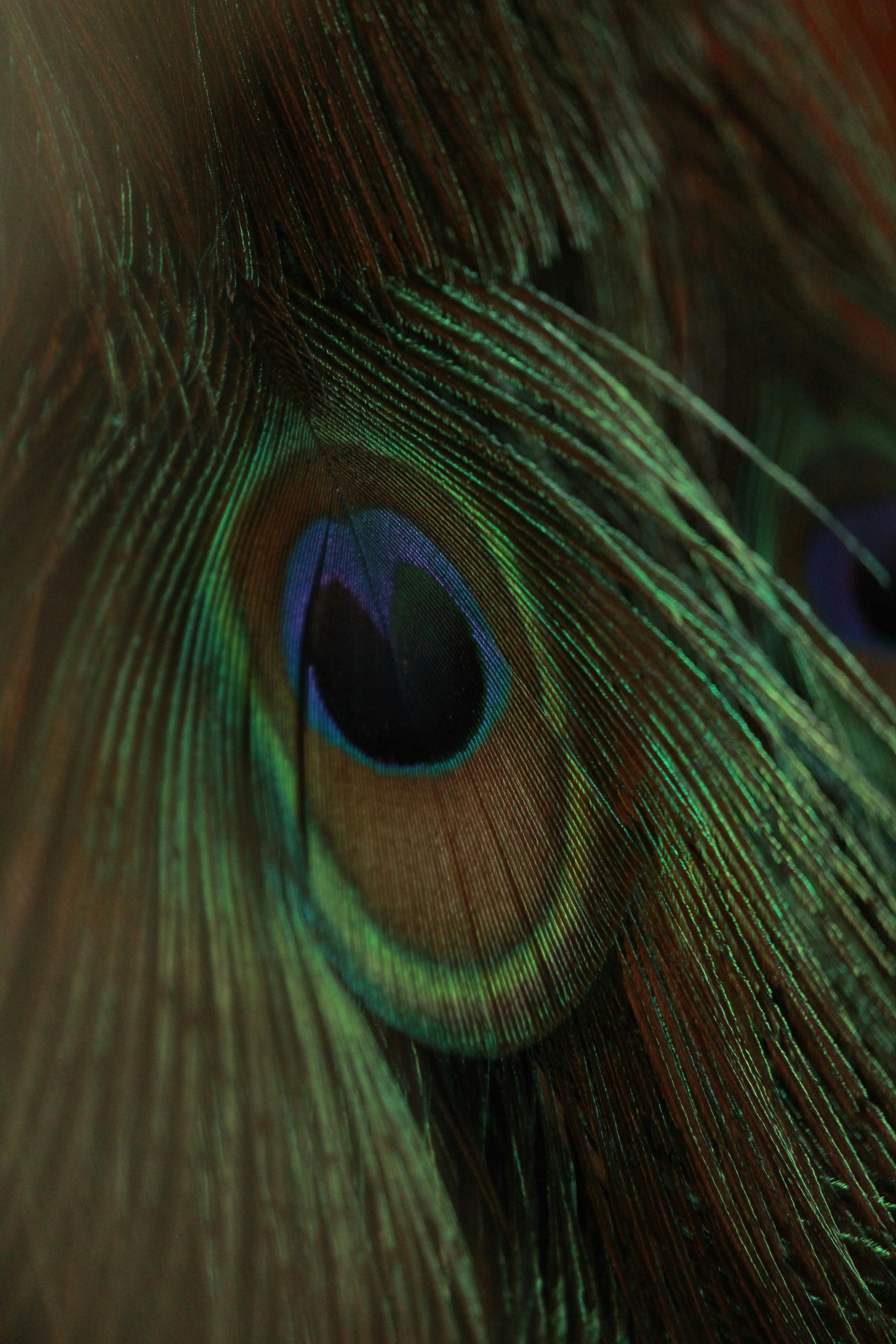 Detailed view of iridescent peacock feathers showcasing colorful patterns.