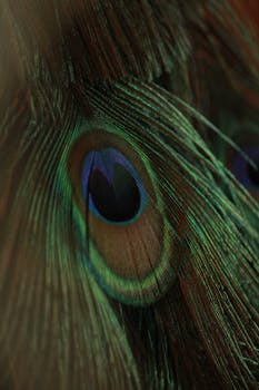 Detailed view of iridescent peacock feathers showcasing colorful patterns.