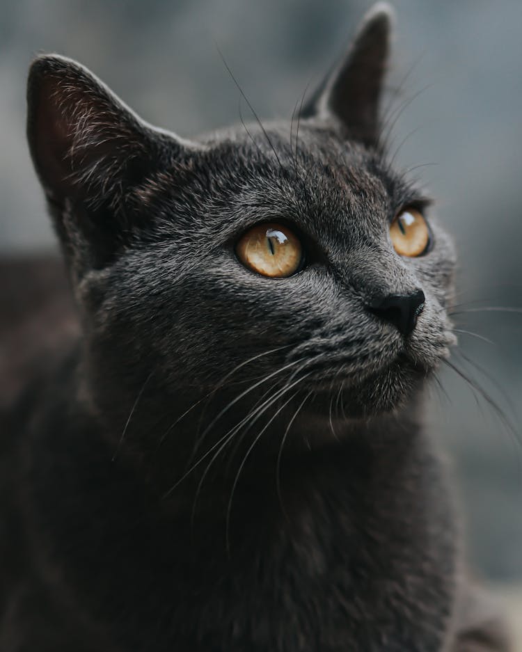 Portrait Of Black Cat With Yellow Eyes