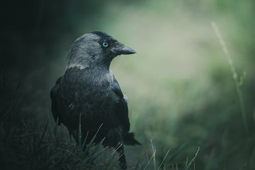 Free Black Bird on Green Grass Stock Photo
