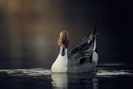 Free stock photo of animal, bird, birdphoto