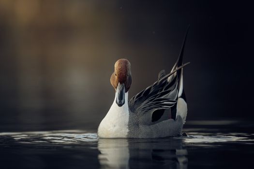 Close Up Photo of a Duck