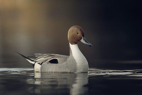 Northern Pintail on Water in Close Up Photography