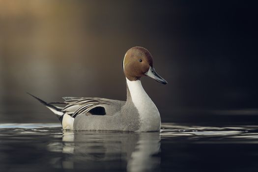 Northern Pintail on Water in Close Up Photography