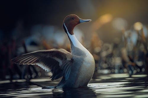 Free A Duck on the Water Stock Photo
