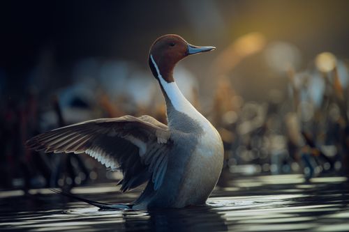 Free A Northern Pintail duck gracefully spreads its wings in serene lake waters during a peaceful day. Stock Photo