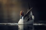 Free stock photo of animal, bird, birdphoto