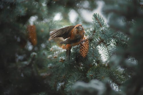 겨울, 깃털, 나무의 무료 스톡 사진