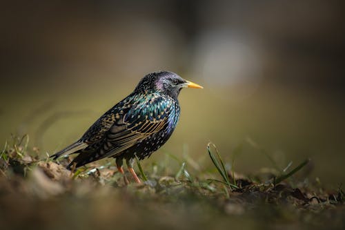 Fotobanka s bezplatnými fotkami na tému divočina, divý, plytké zameranie