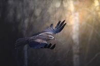 Black and White Bird on Tree Branch