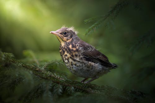 Kostenloses Stock Foto zu draußen, fieldfare, gehockt