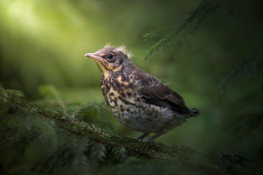 Brown and White Bird on Green Plant