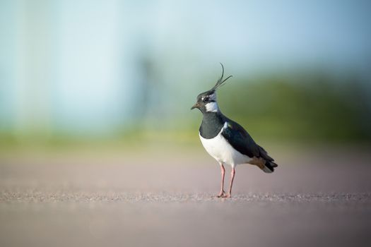 Black and White Bird on Gray Concrete Floor