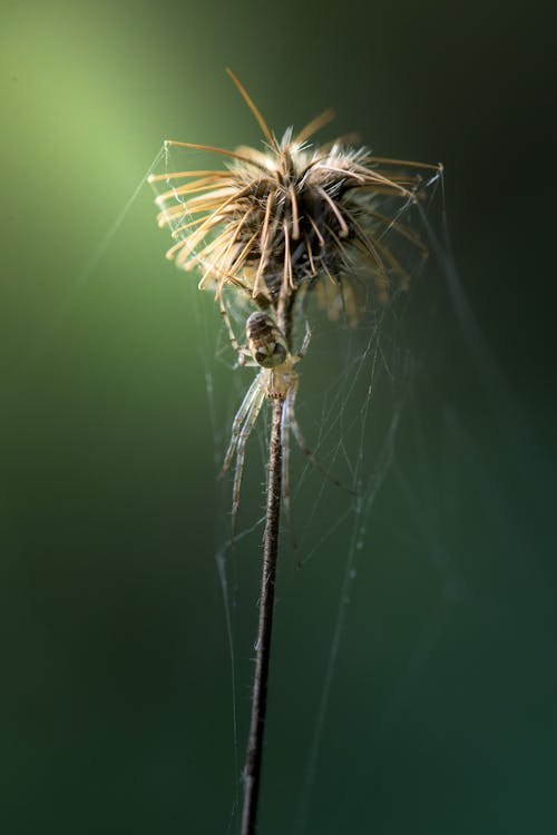 Fotos de stock gratuitas de animal, arácnido, araña