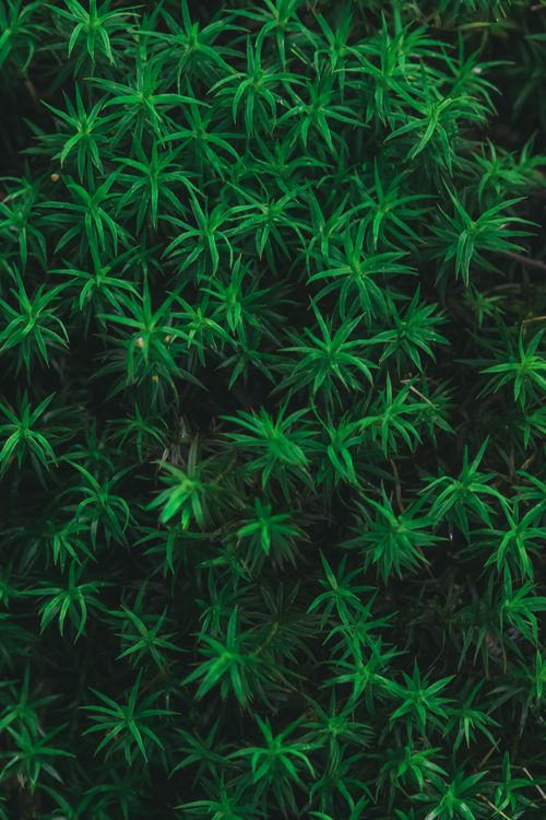 Free Close-up image of lush green foliage with detailed and vibrant leaves, perfect for backgrounds and textures. Stock Photo