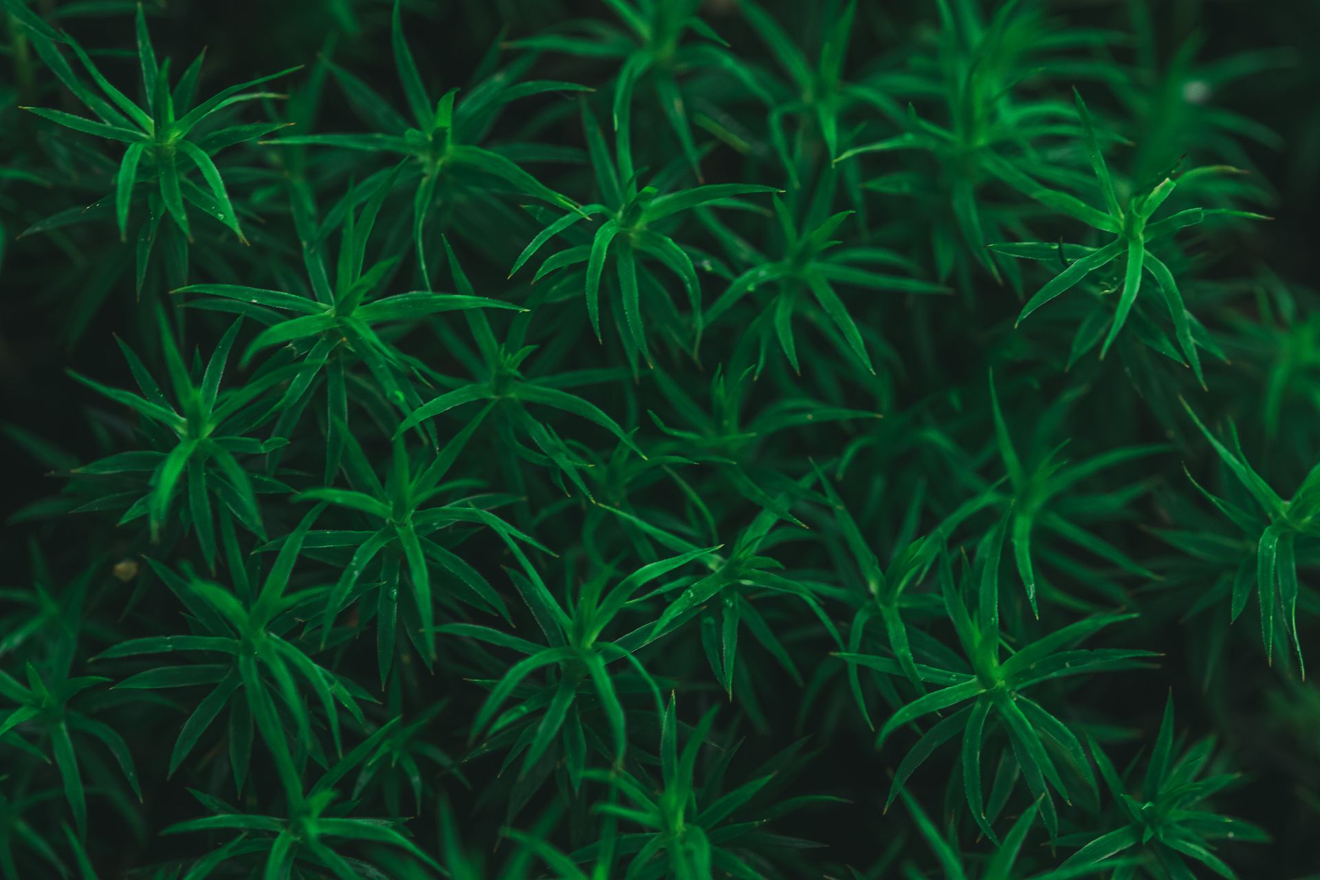 Macro shot of lush green star moss displaying intricate patterns and textures.