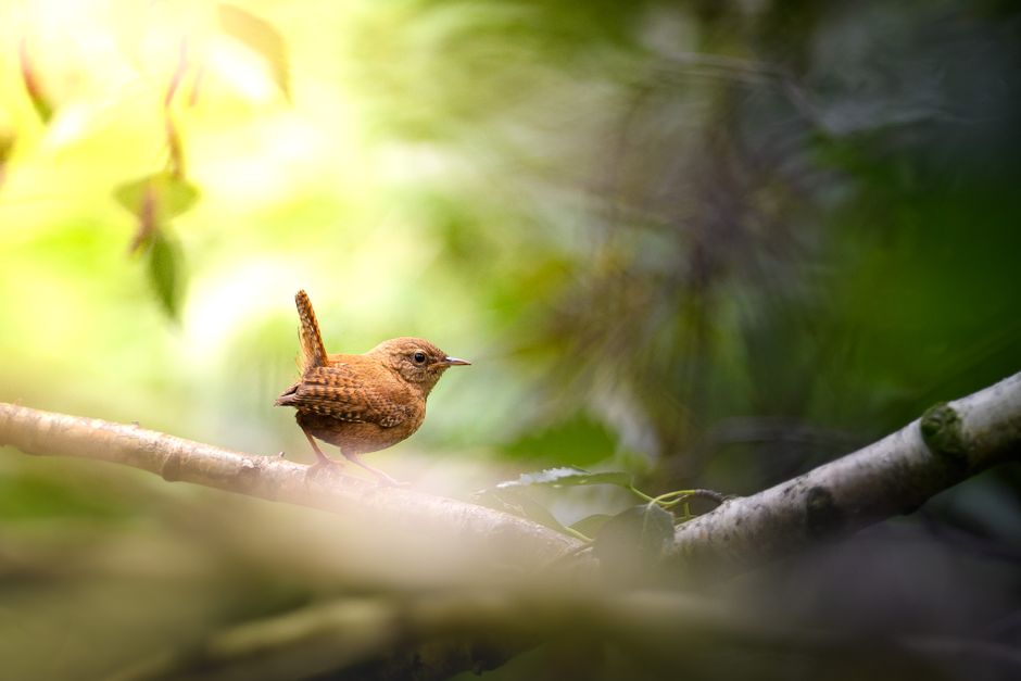 A Eurasian Wren perched on a branch, bathed in soft sunlight amidst a vibrant green forest setting.
