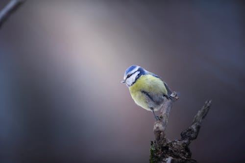 Free Blue Yellow and White Bird on Brown Tree Branch Stock Photo