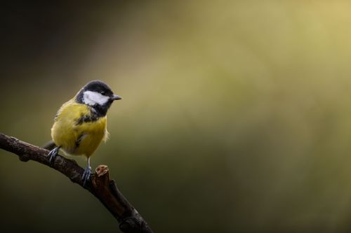 Free Close-up of a great tit perched on a branch against a blurred background. Stock Photo