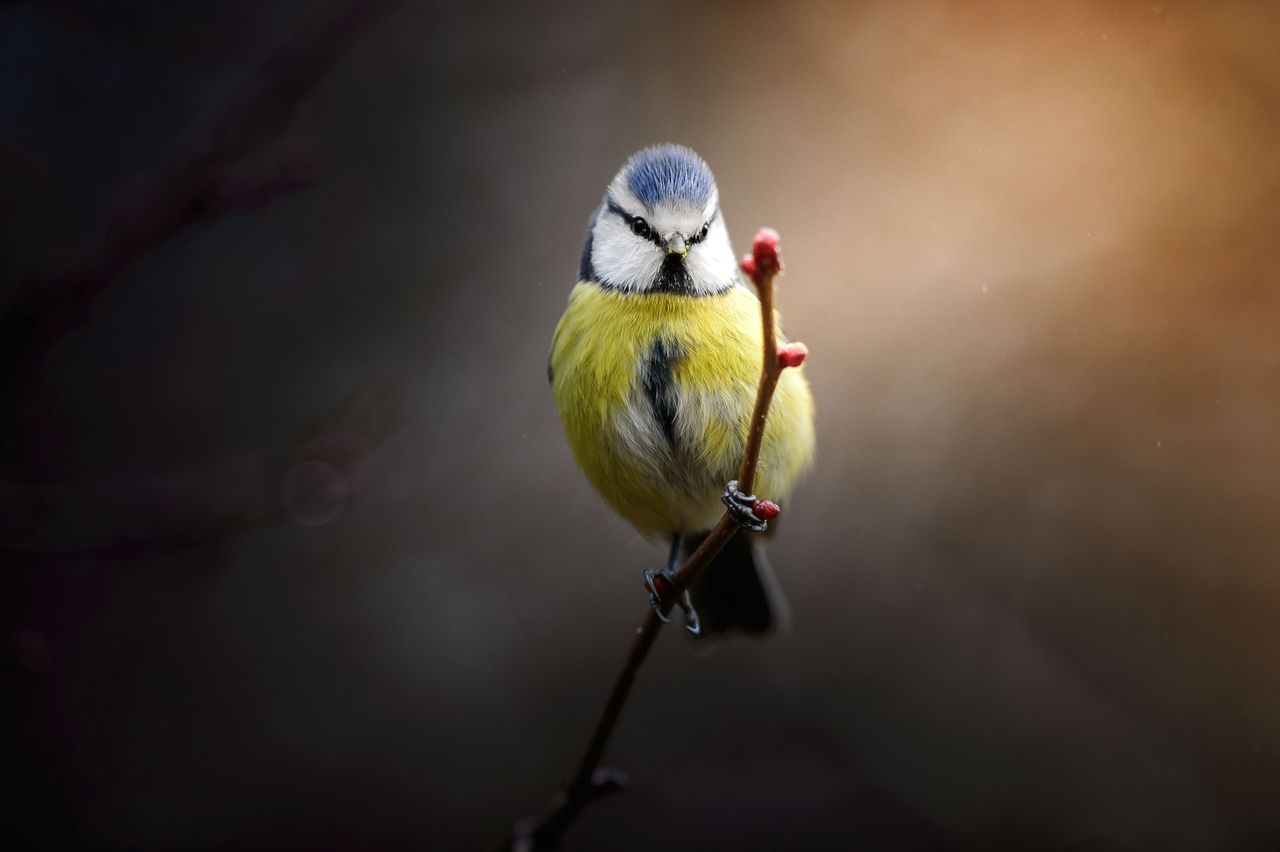 a blue tit bird perched delicately on a twig set against a blurred bac