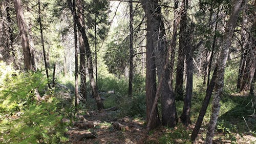 Free stock photo of forest, pine trees, yosemite Stock Photo