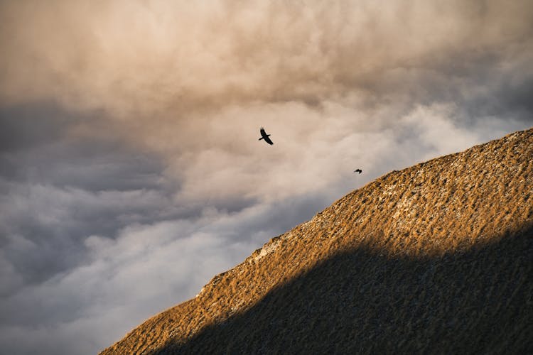 Birds Of Prey Flying At High Rock