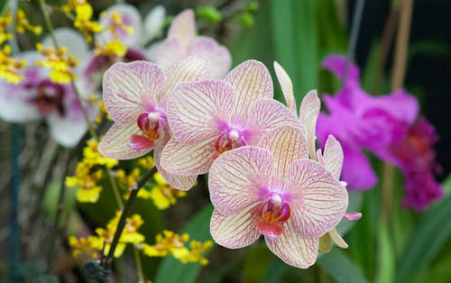 Free stock photo of flowers
