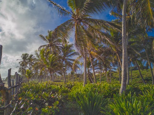 Free stock photo of beautiful nature, blue sky, dominican republic