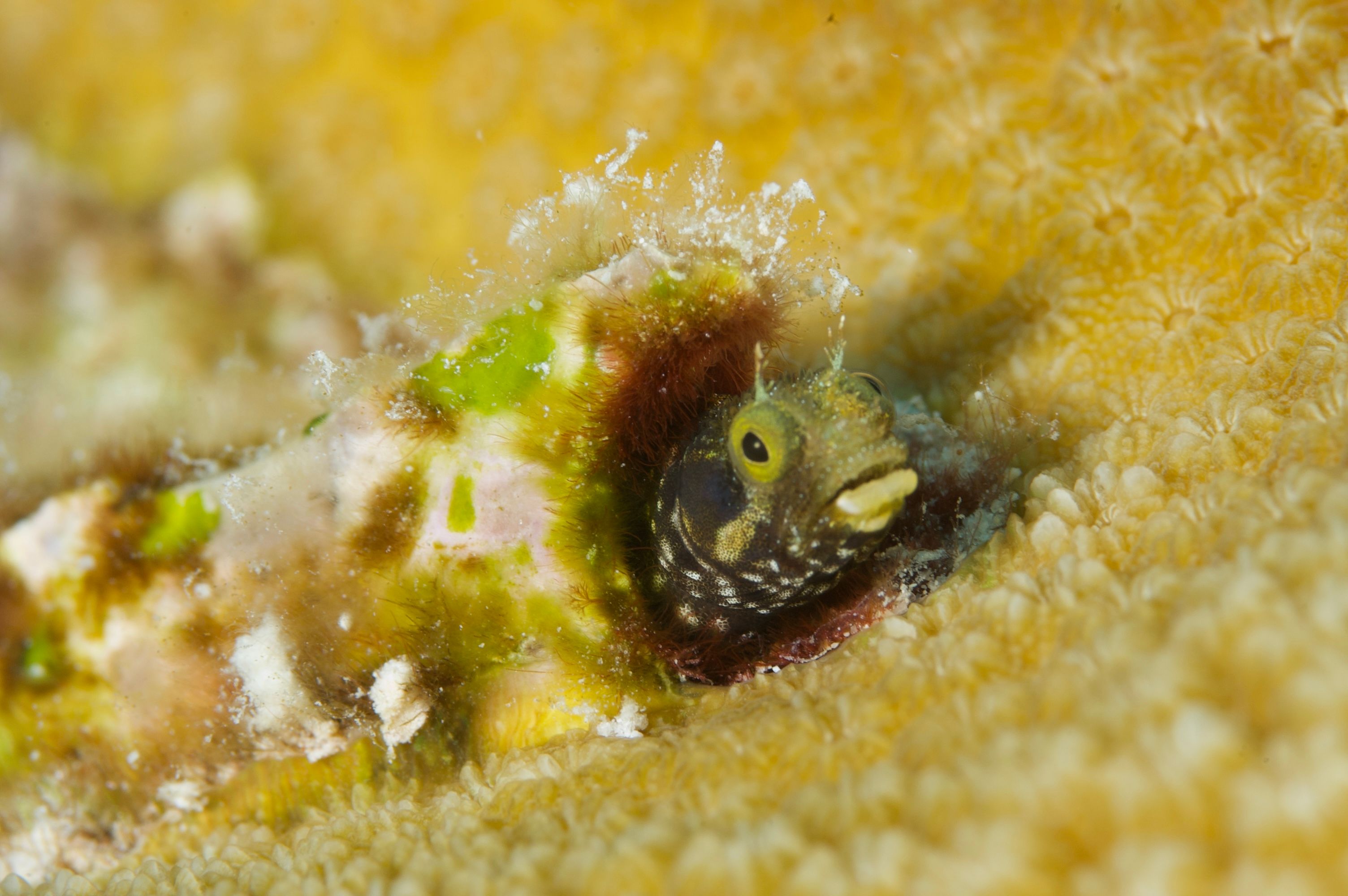 New shrimpgoby species named after its colors and 'The Sunrise of Java'