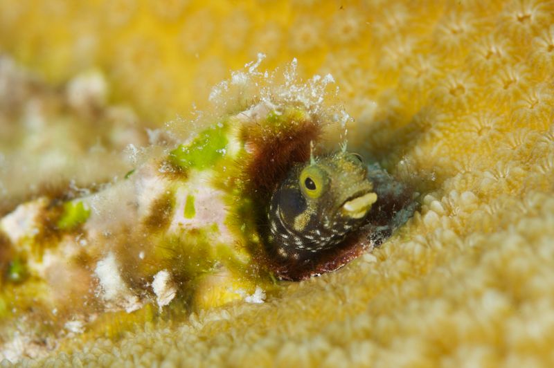A vivid macro shot of a barnacle blenny nestled within Caribbean coral, showcasing marine life.