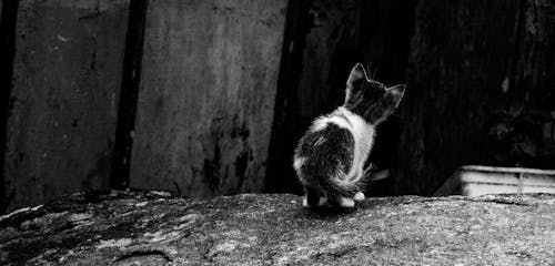 Ücretsiz gri tonlama, kedi, kedi yavrusu içeren Ücretsiz stok fotoğraf Stok Fotoğraflar