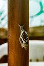 Brown and White Snail on Brown Wooden Post