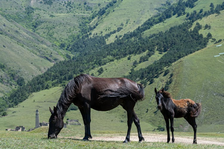 Black Horses On Grassland 