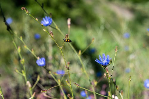 Foto d'estoc gratuïta de abella, flor silvestre, flora