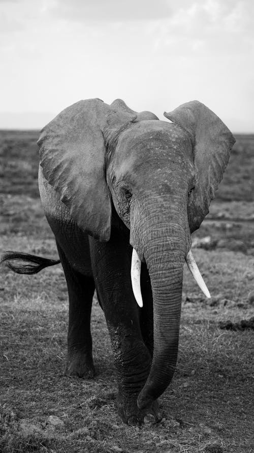 ฟรี คลังภาพถ่ายฟรี ของ elephantidae, การถ่ายภาพสัตว์, ขาวดำ คลังภาพถ่าย