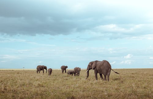 Free Group of Elephant on Green Grass Field Stock Photo