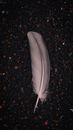 Gray Feather on the Ground