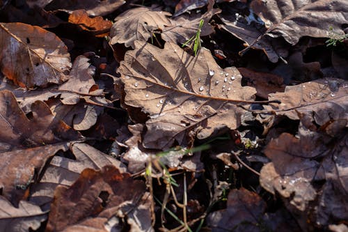 Gratis stockfoto met blad, Bos, bos natuur