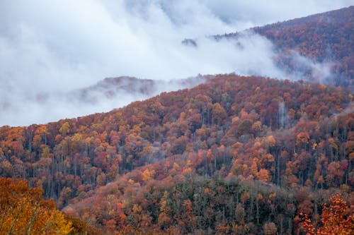 Foto d'estoc gratuïta de amb boira, arbres, bonic