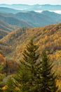 Colorful Trees on Mountains at Autumn
